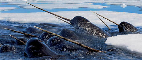 201704_uicn_PaulNicklen_NationalGeographicCreative.jpg